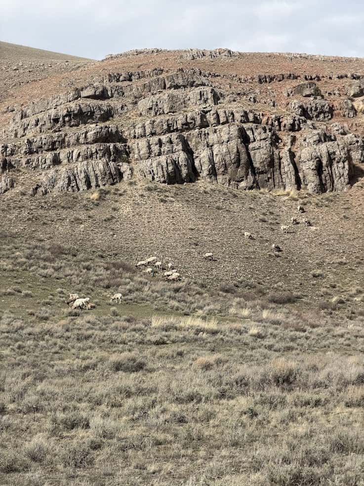 Sheep grazing on a grassy hillside with rocky cliffs in the background under a partly cloudy sky&mdash;an idyllic scene straight out of a Jackson Hole travel guide.