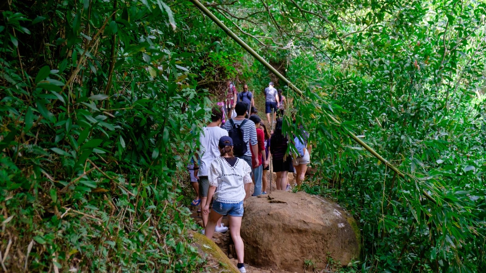 Group of people hiking through a lush, green forest trail surrounded by dense vegetation.