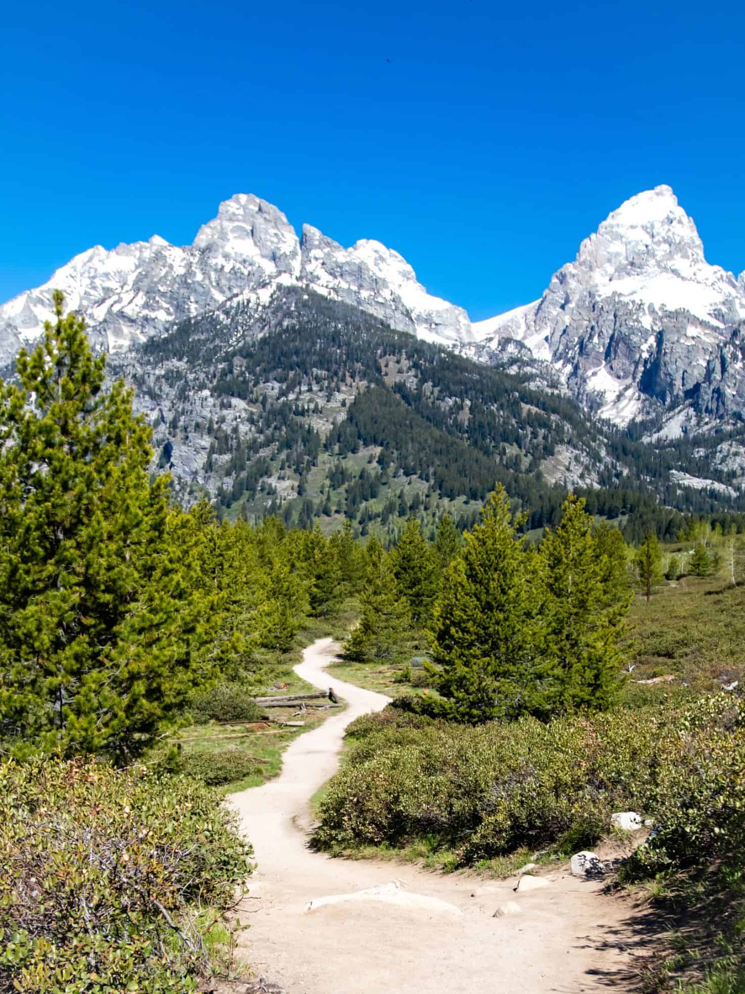 Winding dirt trail leads through green trees toward snow-capped mountains under a clear blue sky&mdash;a scene straight from a Jackson Hole travel guide.