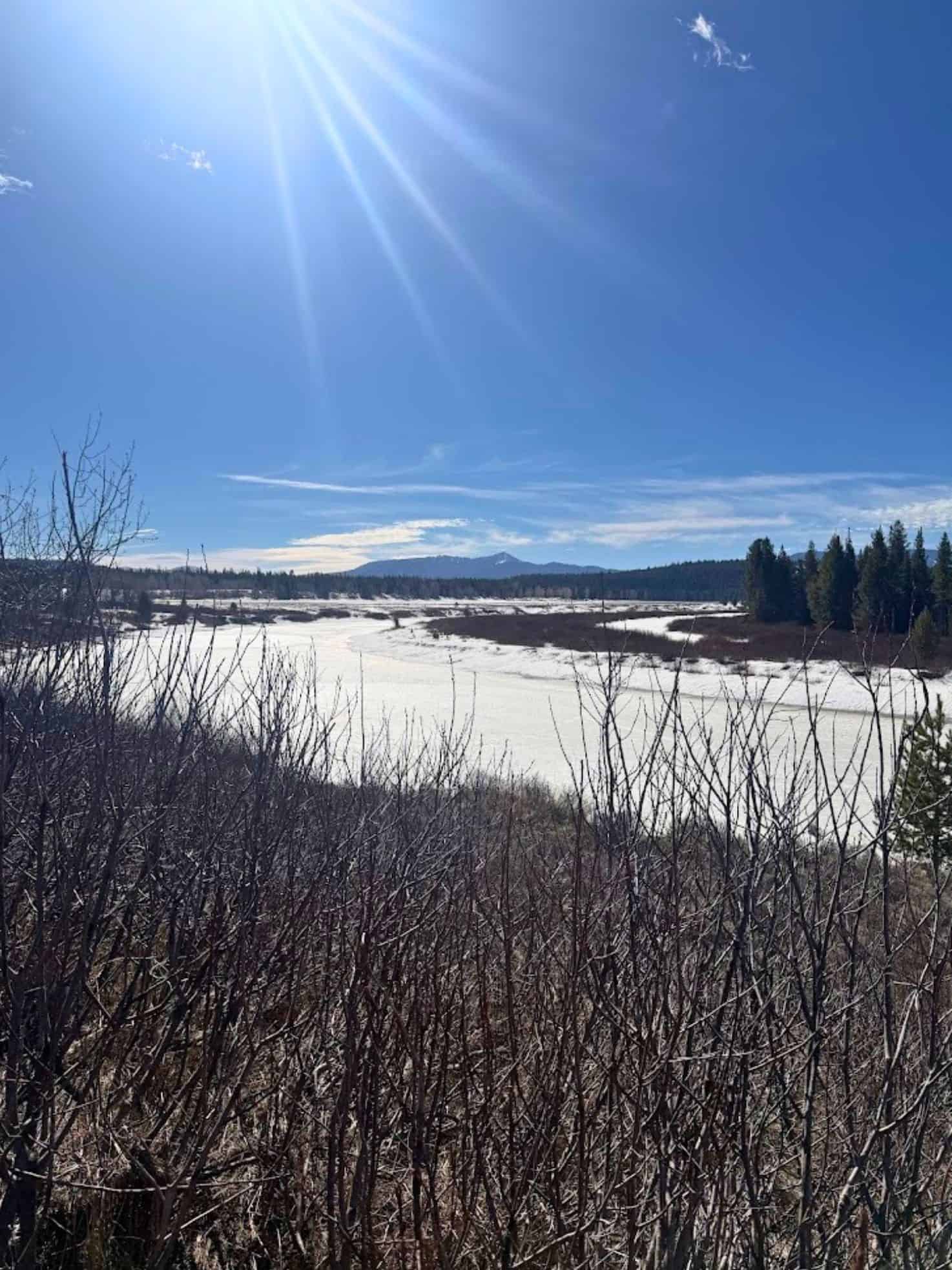 Sun shines over a snowy field with bare bushes and distant trees under a clear blue sky, capturing the serene beauty often highlighted in any Jackson Hole travel guide.
