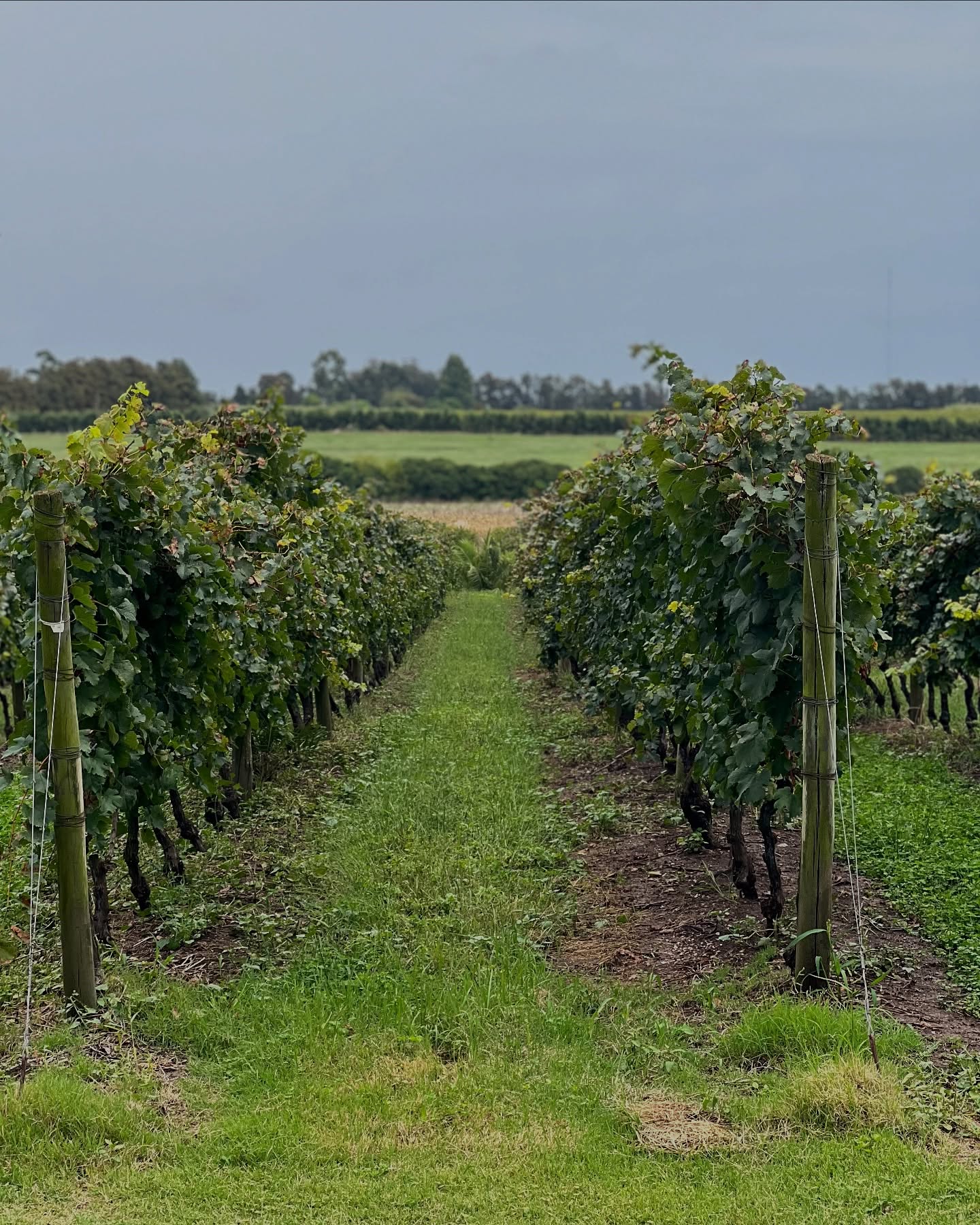 Rows of grapevines in a vineyard with green grass and a cloudy sky in the background, perfect for experiencing wine tourism.