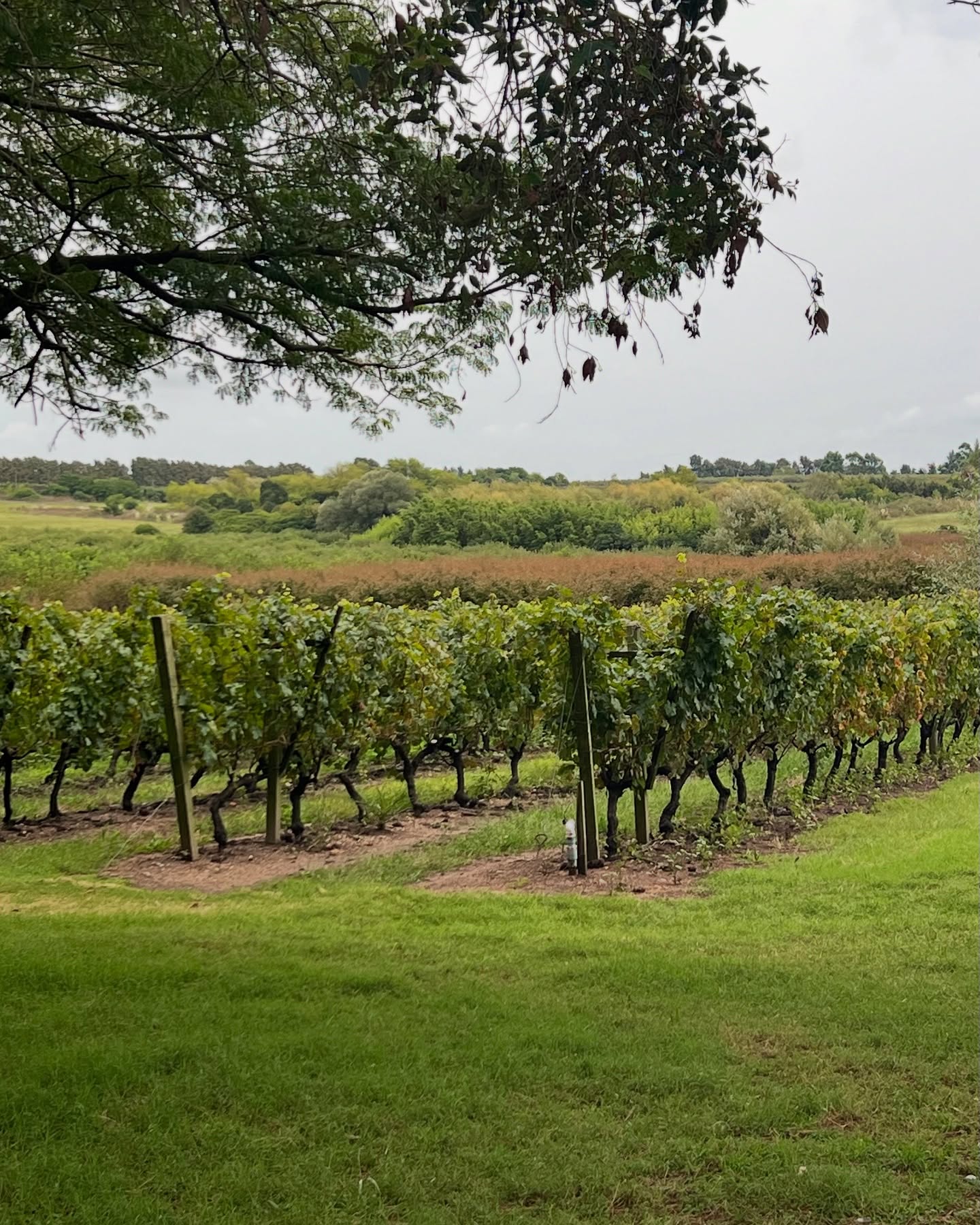 Rows of grapevines grow in a vineyard with green grass and trees under a cloudy sky, inviting visitors to enjoy wine tourism in this picturesque setting.