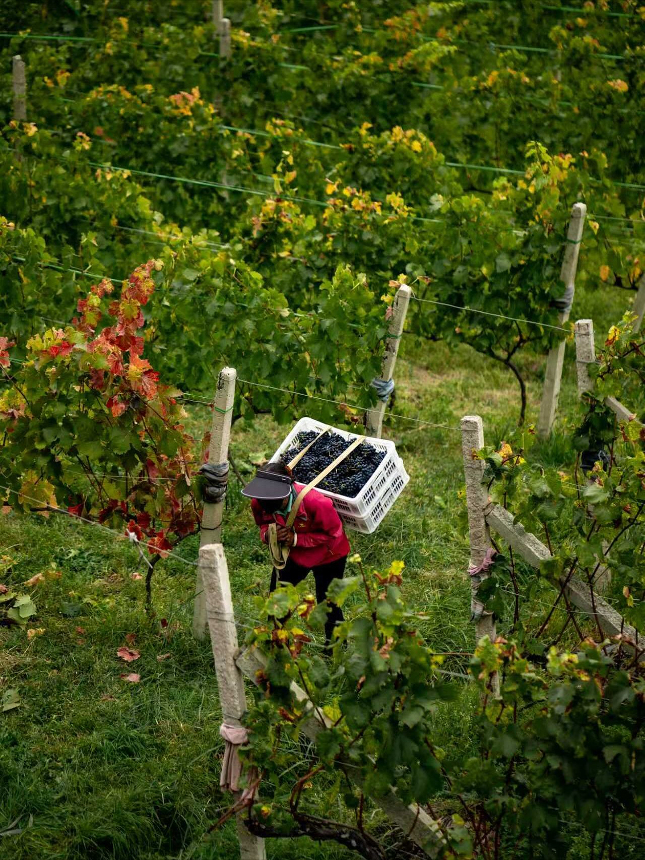 A person carries a crate of grapes on their back while walking through a vineyard, embracing the authentic experience of wine tourism.