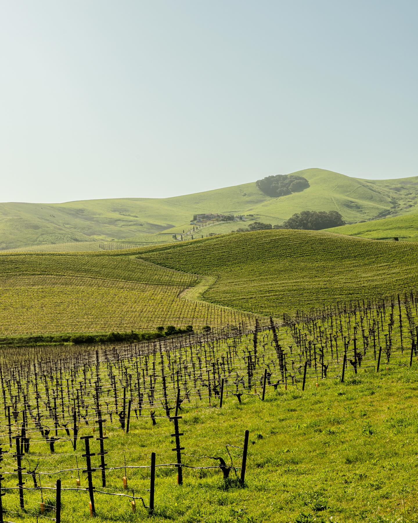 Rows of grapevines in a vineyard stretch across rolling green hills under a clear sky, inviting visitors to experience the charm of wine tourism.