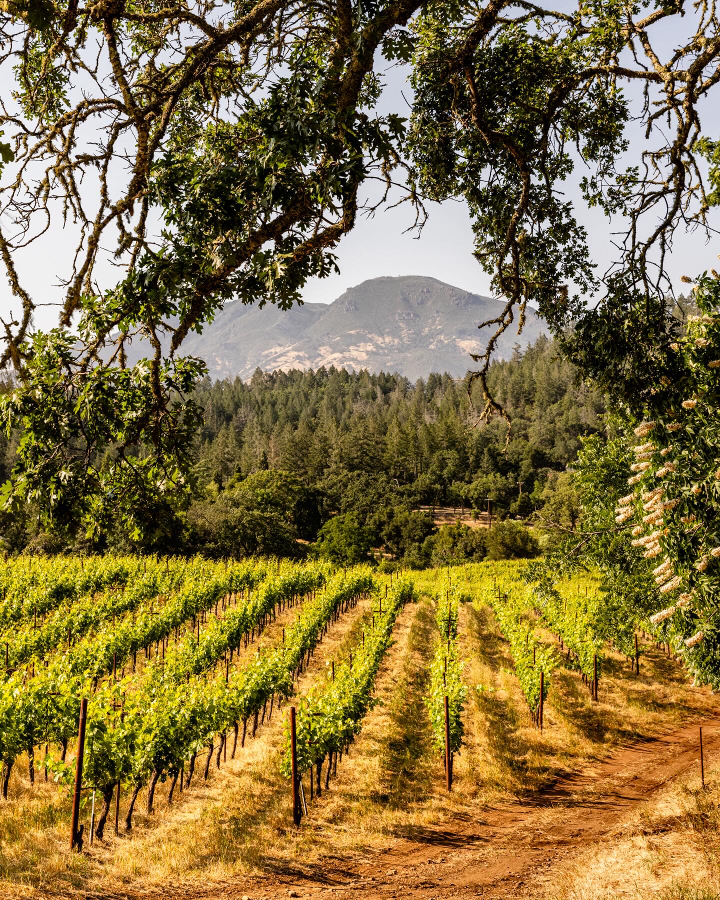 Rows of grapevines in a vineyard with mountains in the background, framed by tree branches overhead&mdash;a perfect scene for wine tourism enthusiasts.