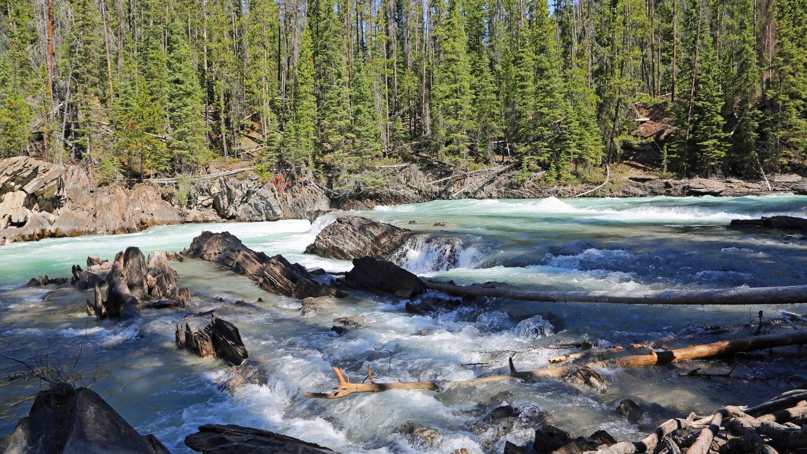 River flowing over rocks and logs with dense pine forest in the background under clear blue sky.