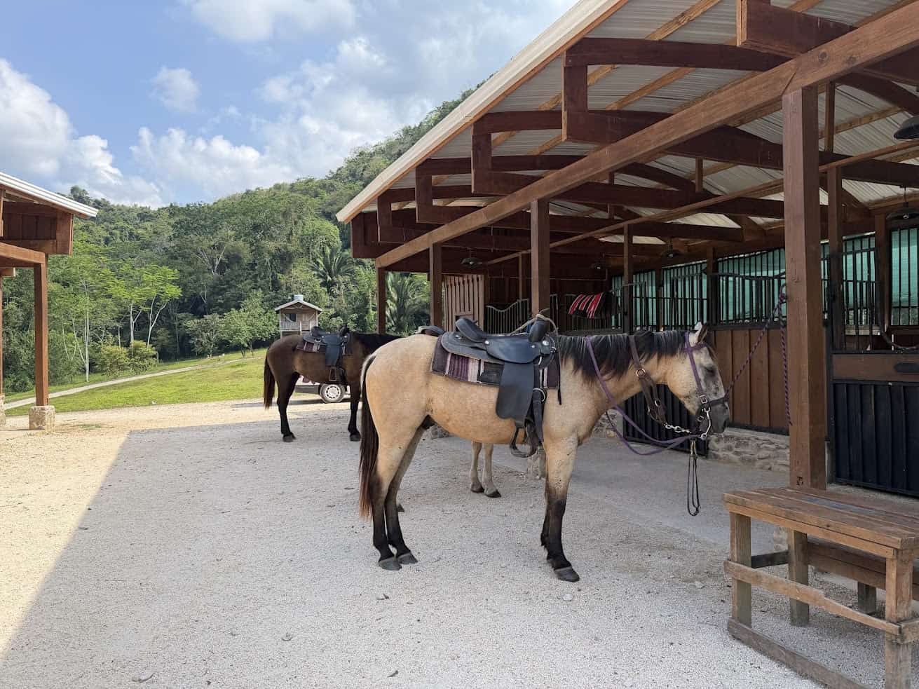 Two saddled horses stand tied outside a wooden stable on a sunny day, with trees and hills in the background, evoking the serene landscapes described in The Rainforest Lodge at Sleeping Giant Review.