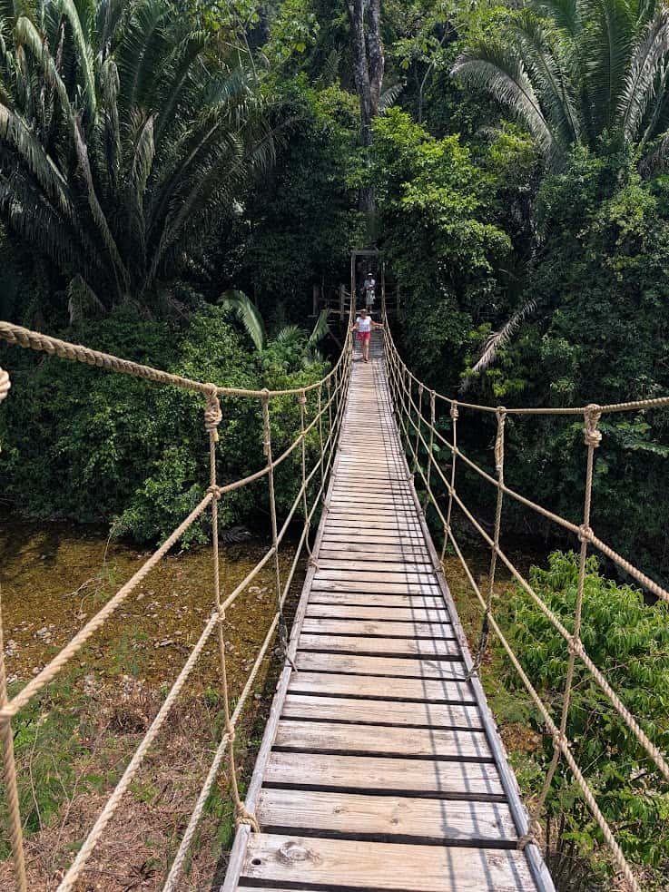 A person walks on a wooden suspension bridge over a stream in a lush green forest, reminiscent of the serene settings described in The Rainforest Lodge at Sleeping Giant Review.