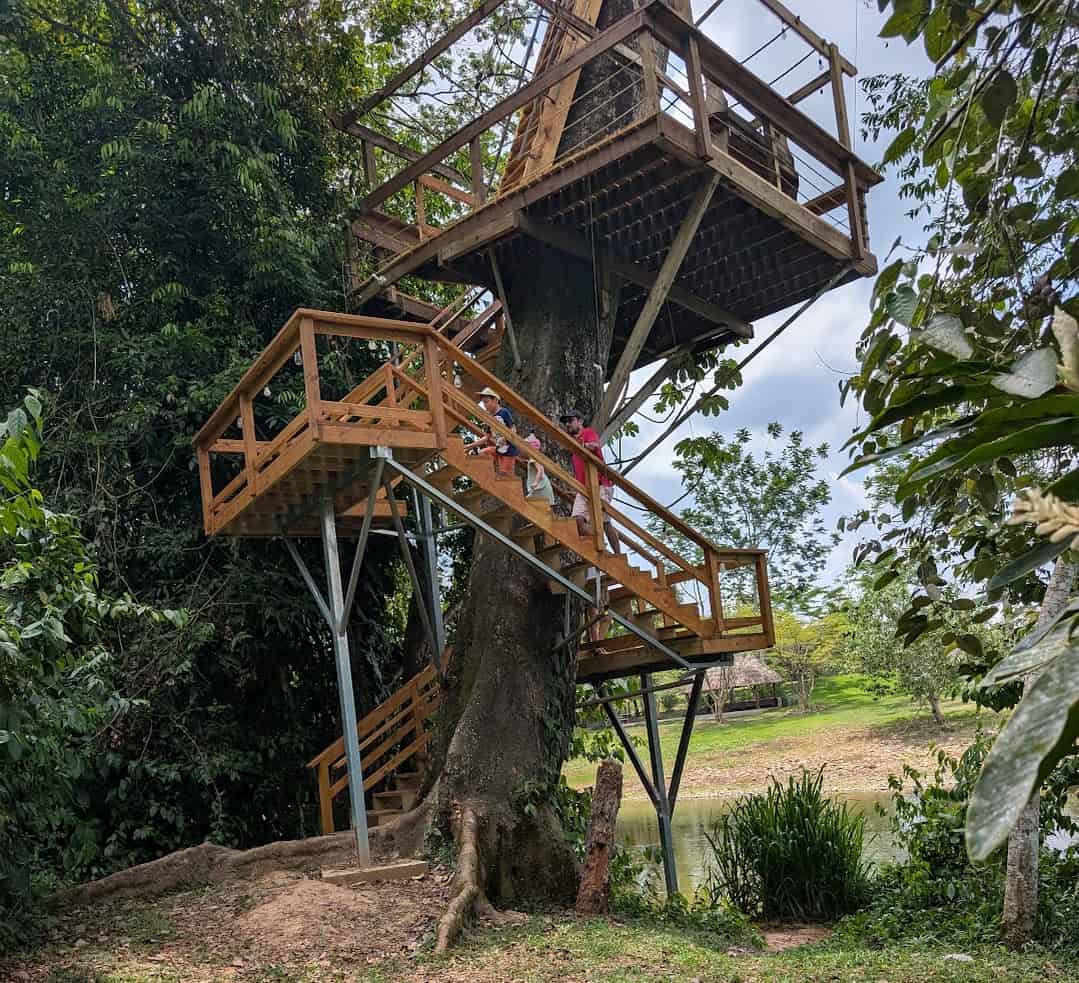 People sit on stairs of a wooden treehouse built around a large tree in a lush, green outdoor area, reminiscent of the tranquil escapes featured in The Rainforest Lodge at Sleeping Giant review.