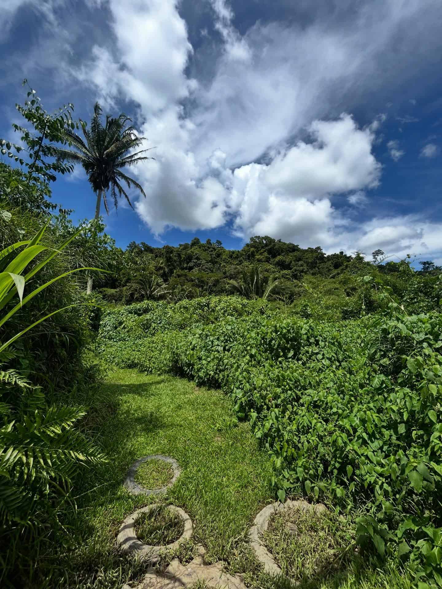A lush green path leads into dense vegetation, with a palm tree and dramatic clouds in the blue sky above&mdash;capturing the sense of adventure found on a Belize reef and ruins trip.