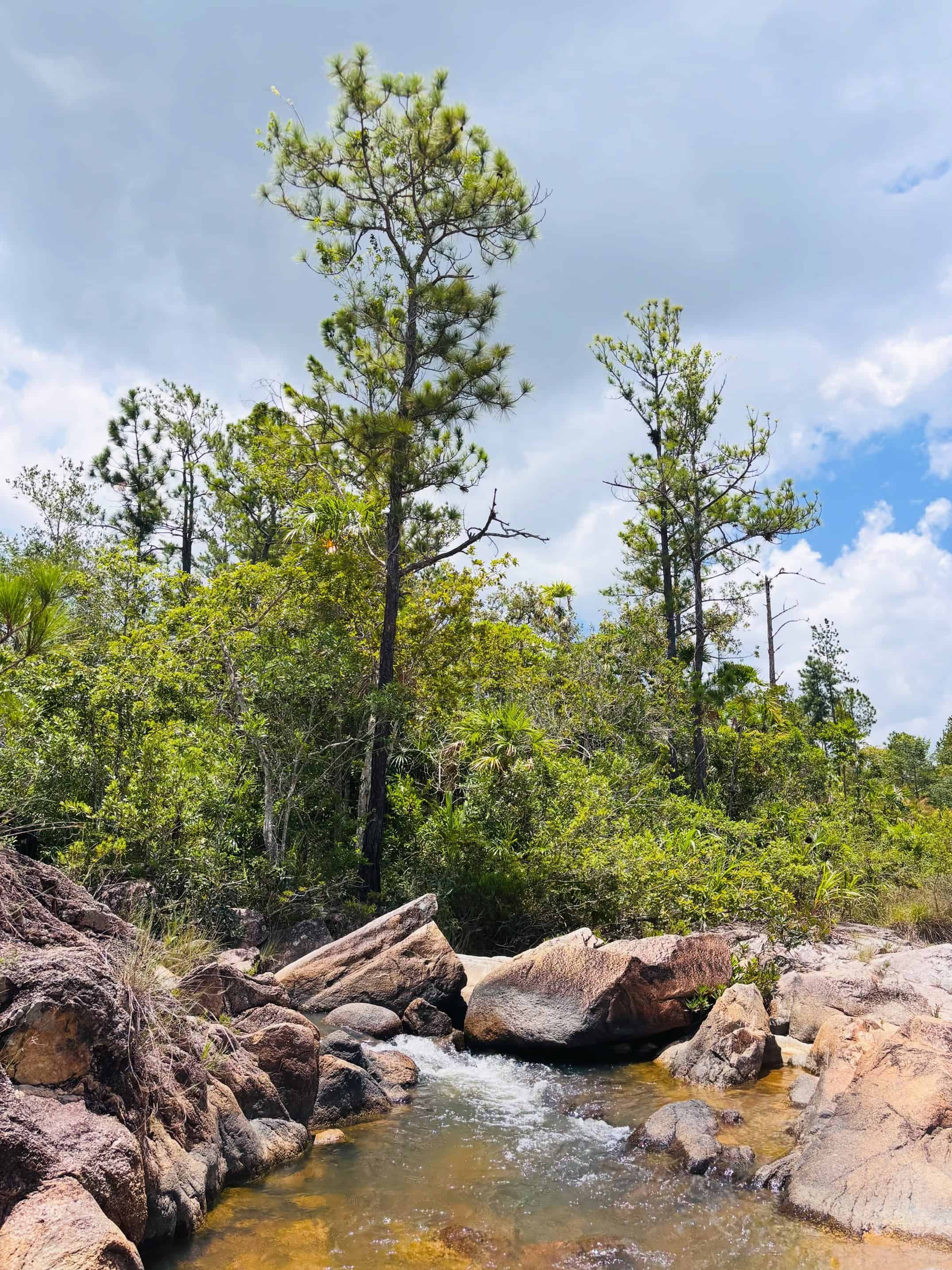 Rocky stream flows through trees under a partly cloudy sky, with green foliage and tall pine trees&mdash;echoing the untouched beauty you might discover on a Belize reef and ruins trip.
