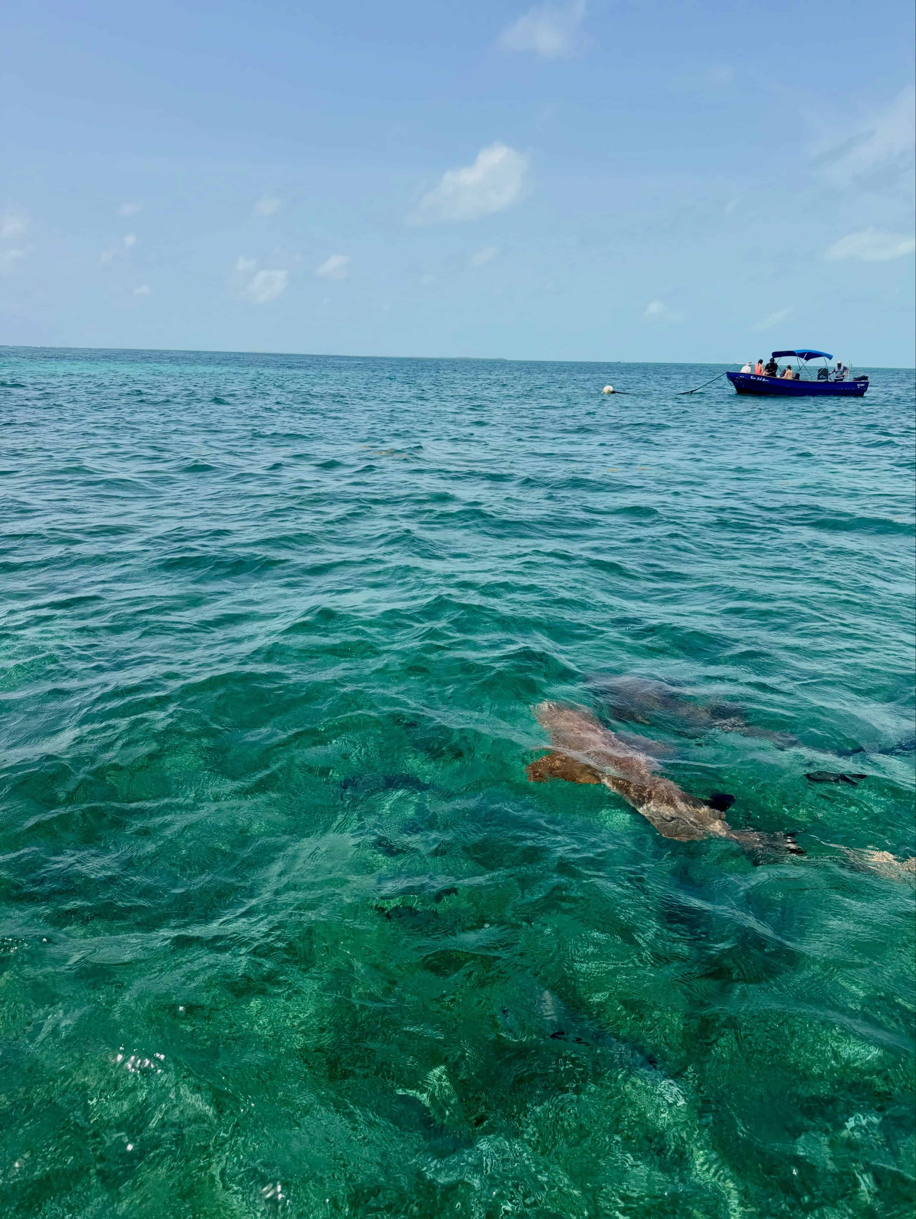 A small boat floats on clear turquoise sea with a nurse shark visible underwater near the surface, offering a glimpse of the natural beauty you can experience on a Belize reef and ruins trip.