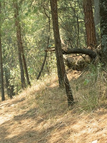 Person with a backpack walks alone on a forest trail surrounded by tall trees and sunlight, prepared with travel essentials for any hiking adventure through unpredictable weather.