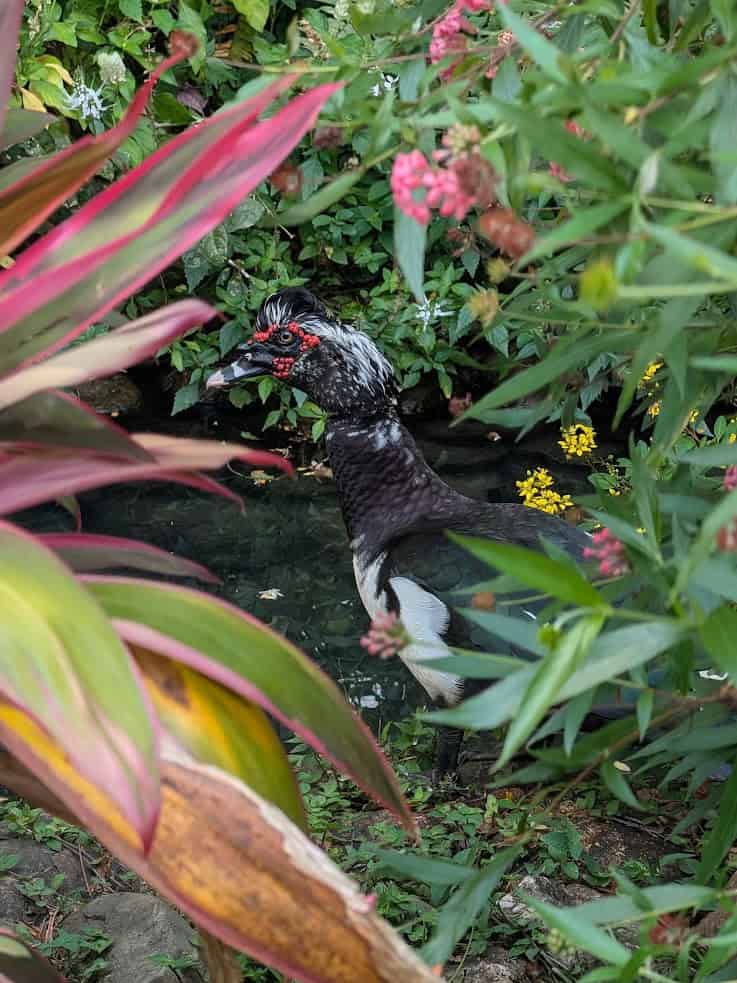 A black and white duck with red around its eyes stands among green plants and colorful flowers, creating a picturesque scene reminiscent of the lush surroundings described in The Rainforest Lodge at Sleeping Giant Review.