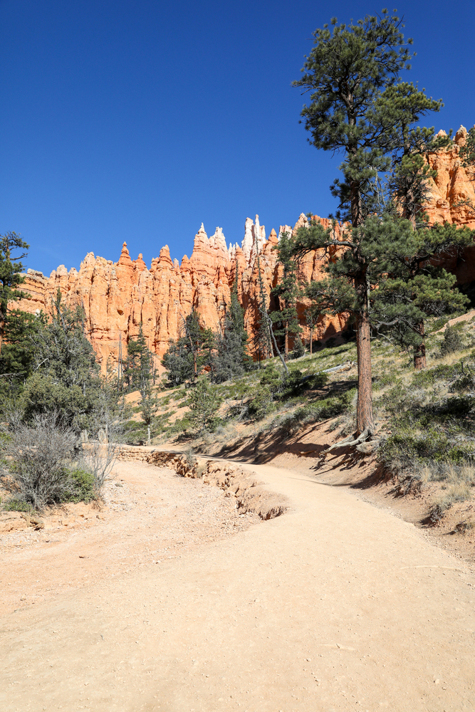A dirt trail winds through pine trees toward orange rock spires under a clear blue sky, perfect for family-friendly national park bike rides.