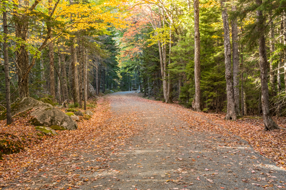 A family-friendly national park features a tree-lined forest path covered in fallen autumn leaves under a canopy of yellow and green foliage, perfect for scenic bike rides.