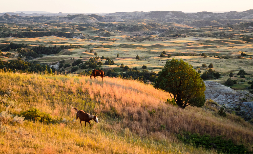 Two horses graze on a sunlit grassy hill with rolling hills and sparse trees in the background, evoking the peaceful freedom of empty nest travel.