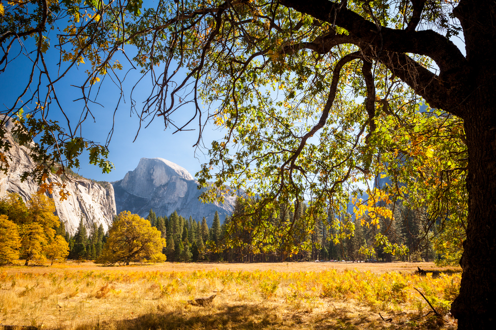 A large tree frames a grassy meadow, with mountains and clear blue sky in the background—an inviting scene in a family-friendly national park perfect for scenic bike rides.