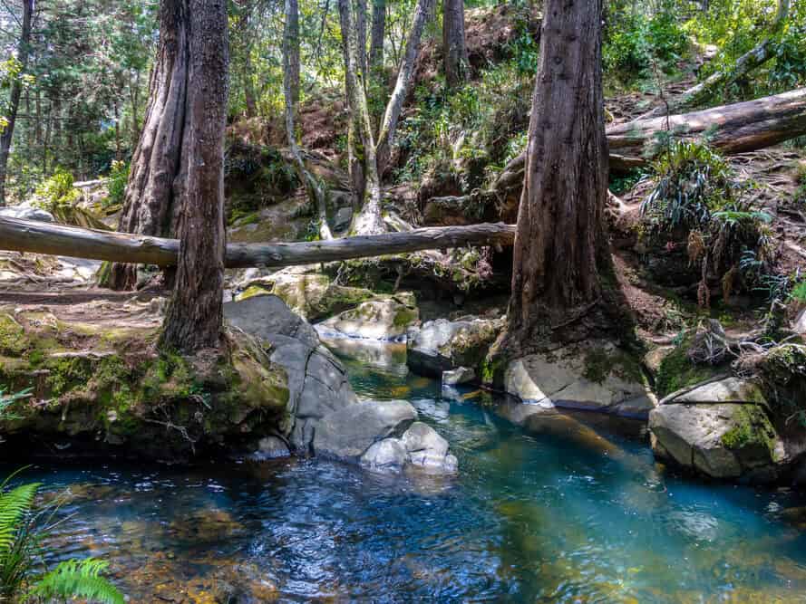 A clear stream flows through a forest with tall trees, rocks, and lush green plants on a sunny day—a scene reminiscent of the natural adventures you can enjoy while exploring things to do in Medellin with kids.