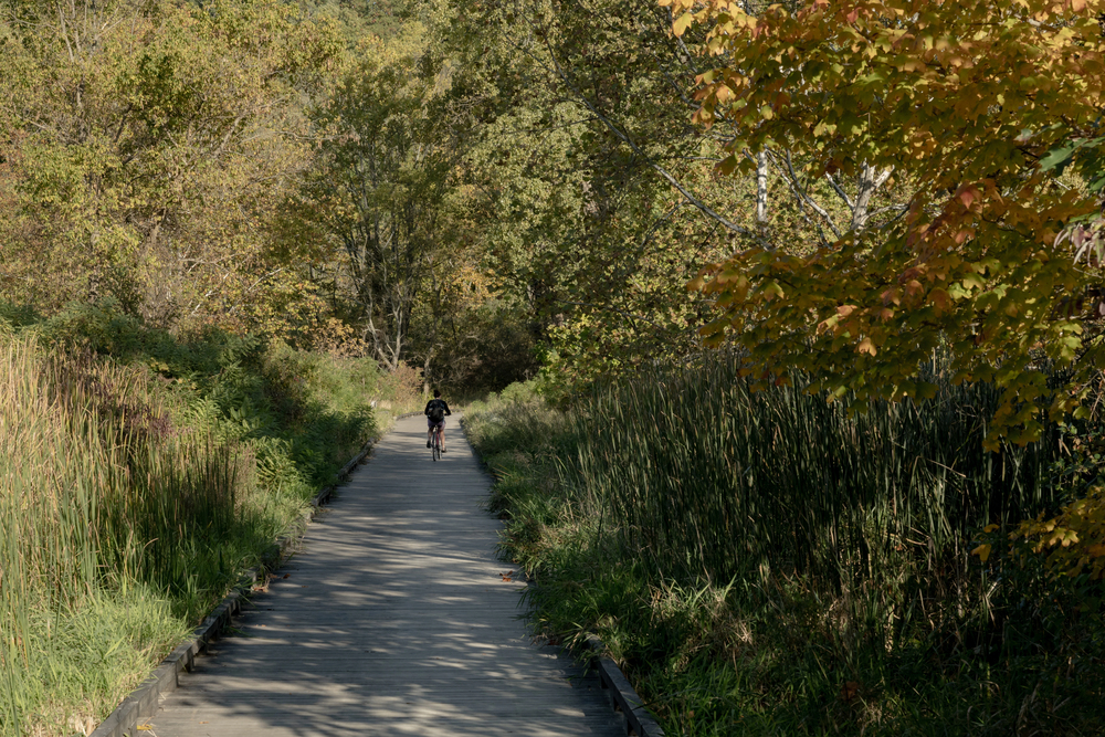 A person rides a bike down a tree-lined path on a sunny day, enjoying one of the family-friendly national park bike rides.