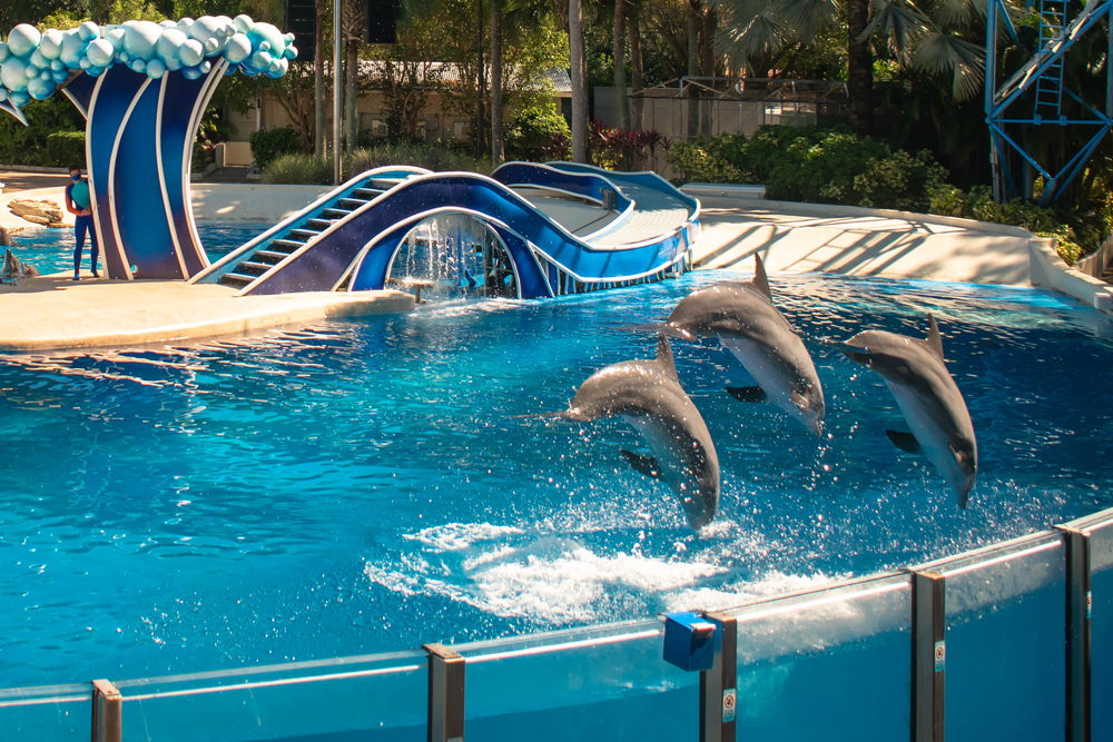 Three dolphins jump out of a blue pool during a show with a wave-themed platform in the background—a must-see experience and one of the top things to do in Orlando with kids.