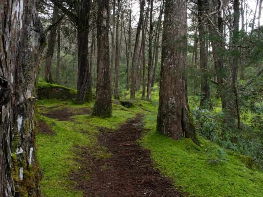 A narrow dirt path winds through a lush, green, moss-covered forest with tall trees—an inviting scene reminiscent of the outdoor adventures you can experience among the many things to do in Medellin with kids.