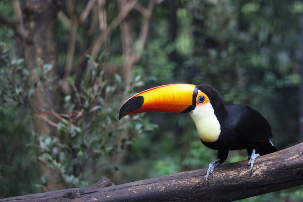 A toucan with a bright orange beak perched on a branch, surrounded by green foliage in the background—a delightful sight that captures the wonder of wildlife and shows why encountering exotic birds is one of the best things to do in Medellin with kids.