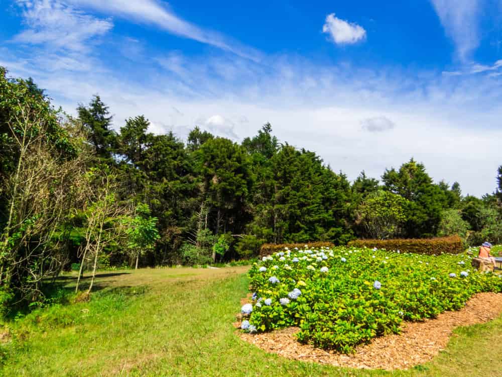 A garden with blooming hydrangeas, green grass, trees, and a partly cloudy blue sky in the background offers a peaceful setting reminiscent of some of the family-friendly places you might find while exploring things to do in Medellin with kids.