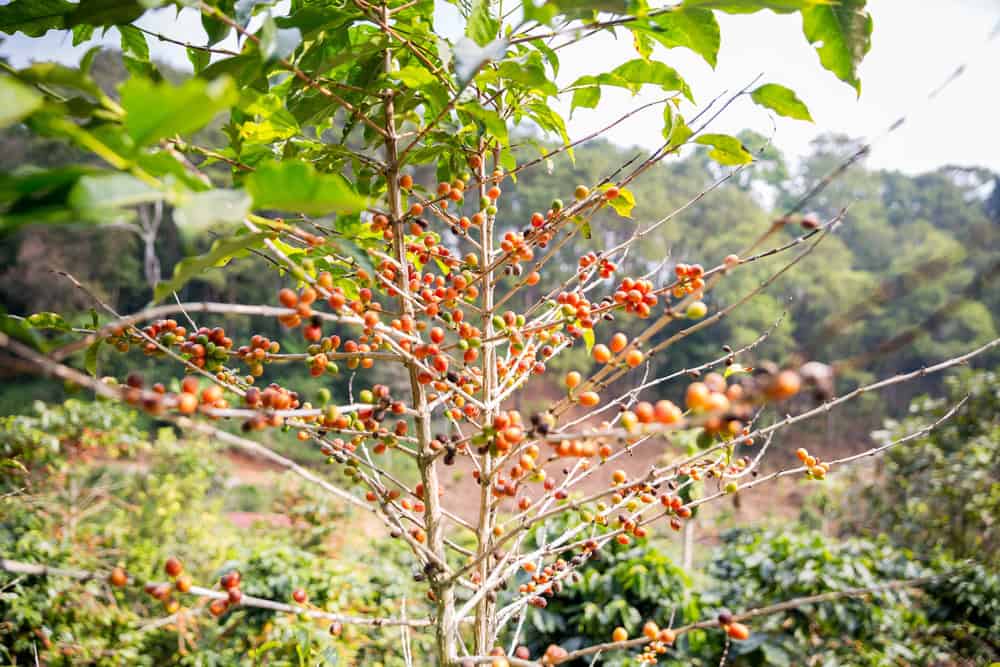 Coffee tree with red coffee cherries growing, surrounded by green foliage and trees in the background—a vibrant scene you might encounter while exploring family-friendly plantations as part of the many things to do in Medellin with kids.