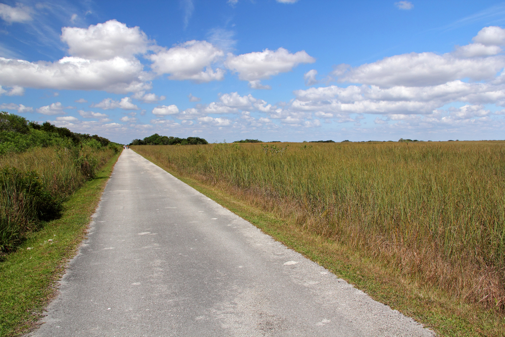 A narrow paved road stretches into grassy wetlands under a blue sky with scattered clouds, offering family-friendly national park bike rides through beautiful natural scenery.