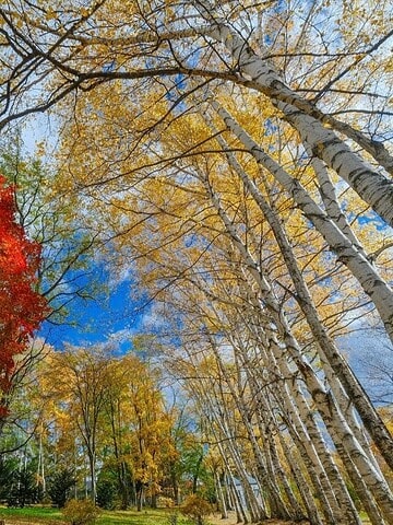 Tall birch trees with yellow leaves and a red maple stand under a bright blue sky in autumn.